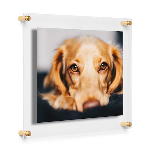 Cool Modern Frames Clear Acrylic Float Frame with Gold Hardware